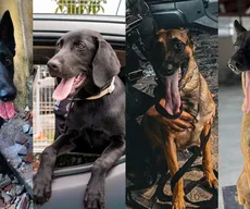 Super Cães: conheça os cães farejadores da Polícia Militar; FOTOS