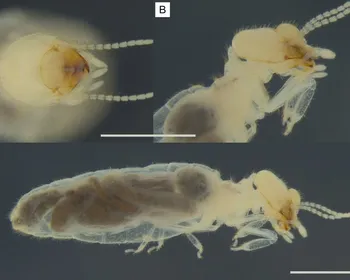 'Triclavitermes catoleensis': nova espécie de cupim é descoberta no Sertão da Paraíba