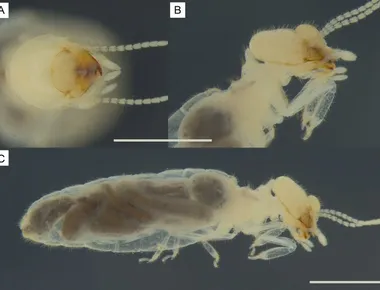 'Triclavitermes catoleensis': nova espécie de cupim é descoberta no Sertão da Paraíba