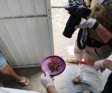 Homem é preso suspeito de envenenar gatos em Campina Grande
