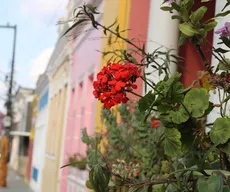 Festival das Flores em Areia