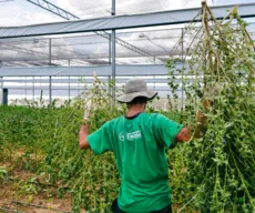 Laboratório industrial de cannabis medicinal aumenta produção em entidade da PB