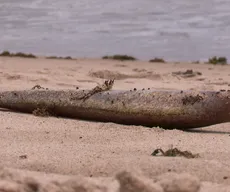 Moradores encontram mais de 130 moreias mortas em praias de João Pessoa