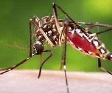 Paraíba tem quase 10 mil casos prováveis de dengue e seis mortes pela doença