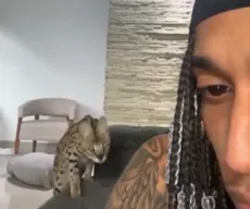 Rapper posta vídeo sendo atacado por seu gato; veterinária explica o comportamento