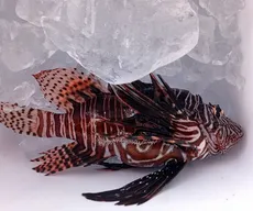 Peixe-leão: mais de 50 animais são capturados no litoral da Paraíba, aponta Sudema