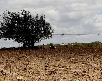 Seis cidades da Paraíba entram em estado de emergência por causa da seca