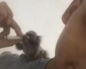 Macaco sagui é filmado consumindo álcool e drogas, e homem é preso na Paraíba