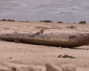 Moradores encontram mais de 130 moreias mortas em praias de João Pessoa