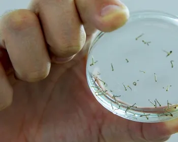 Paraíba soma mais de 4,2 mil casos e seis mortes por dengue no primeiro semestre de 2026