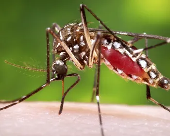 Paraíba registra 7,2 mil casos prováveis de dengue e 14 mortes em 2026