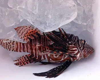 Peixe-leão: mais de 50 animais são capturados no litoral da Paraíba, aponta Sudema