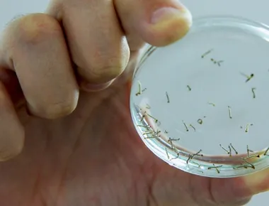 Paraíba soma mais de 4,2 mil casos e seis mortes por dengue no primeiro semestre de 2026