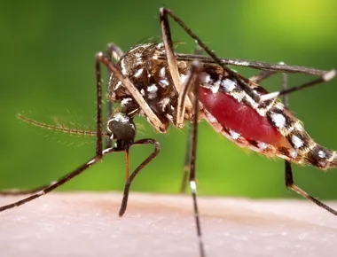 Casos de dengue, zika e chikungunya ultrapassam 5 mil infecções na Paraíba até maio