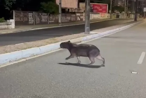 
				
					Capivara é vista atravessando Avenida Epitácio Pessoa
				
				