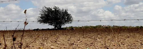 
				
					Seis cidades da Paraíba entram em estado de emergência por causa da seca
				
				