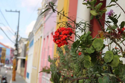 
				
					Festival das Flores: Areia realiza programação este fim de semana
				
				