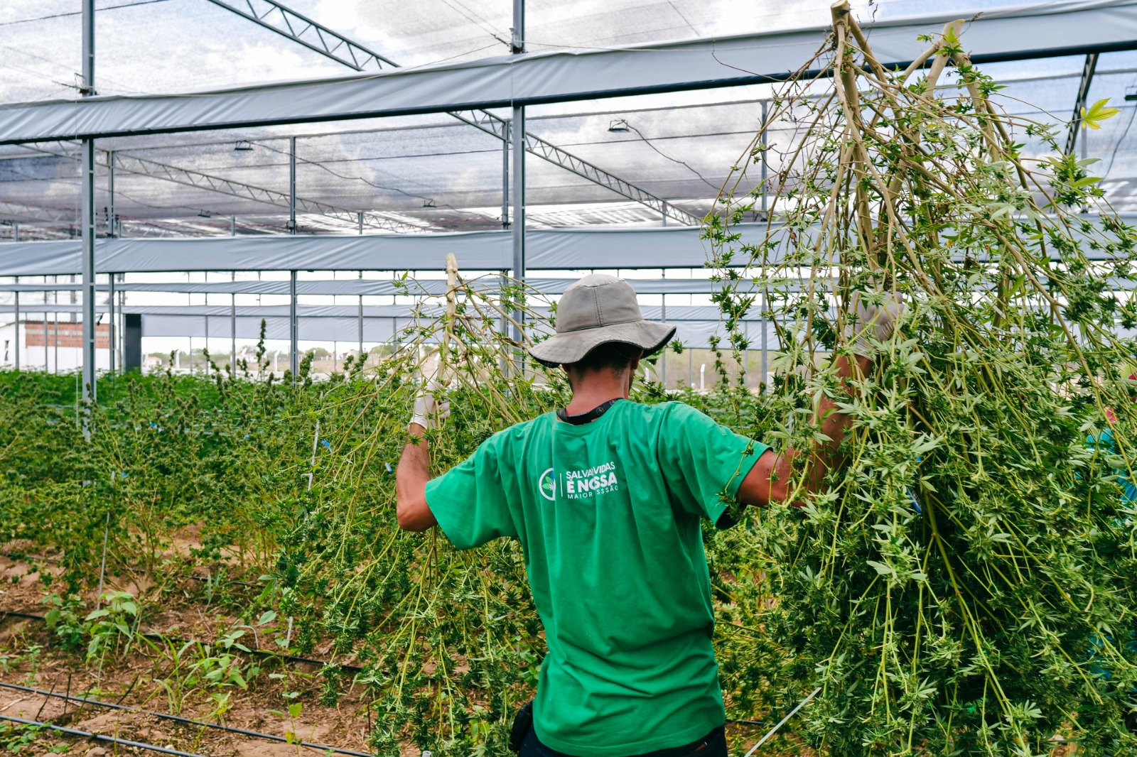 
				
					Laboratório industrial de cannabis medicinal aumenta produção em entidade da PB
				
				