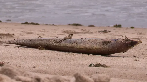 
				
					Moradores encontram mais de 130 moreias mortas em praias de João Pessoa
				
				