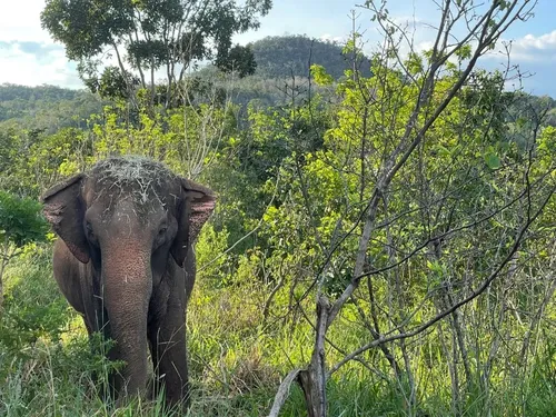 
				
					Morre Elefanta Lady, aos 52 anos, em Santuário no Mato Grosso
				
				