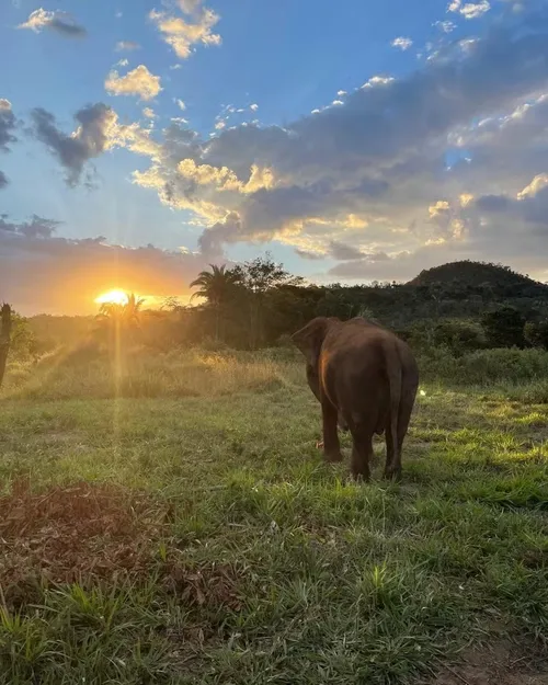 
				
					Morre Elefanta Lady, aos 52 anos, em Santuário no Mato Grosso
				
				