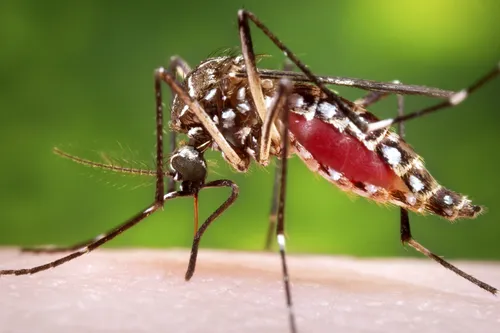 
				
					Casos de dengue, zika e chikungunya ultrapassam 5 mil infecções na Paraíba até maio de 2025
				
				