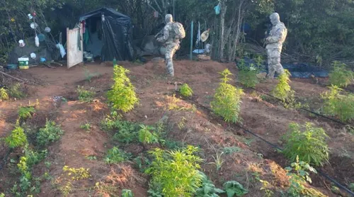 
				
					Polícia localiza plantação com 180 mil pés de maconha no Cariri paraibano
				
				