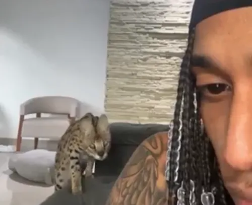 
				
					Rapper posta vídeo sendo atacado por seu gato; veterinária explica o comportamento
				
				