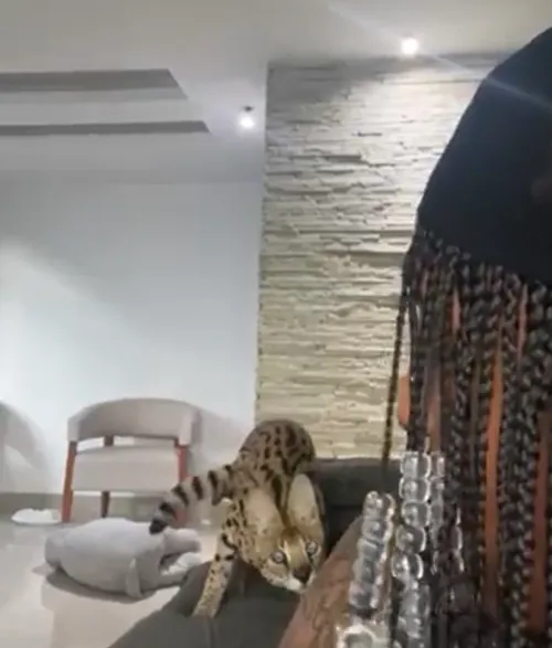 
				
					Rapper posta vídeo sendo atacado por seu gato; veterinária explica o comportamento
				
				