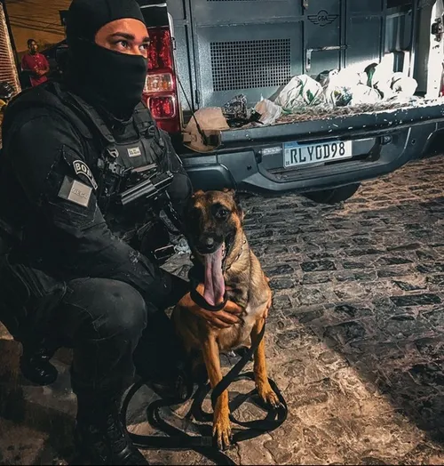 
				
					Super Cães: conheça os cães farejadores da Polícia Militar; FOTOS
				
				