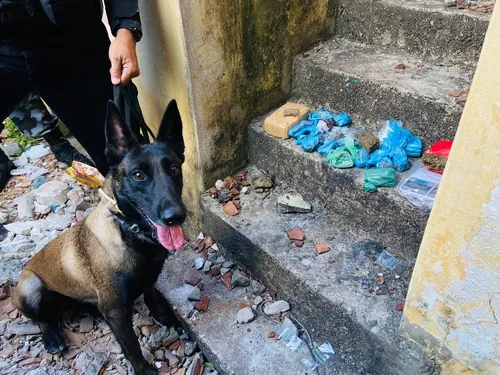 
				
					Super Cães: conheça os cães farejadores da Polícia Militar; FOTOS
				
				