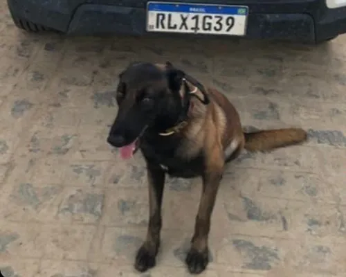 
				
					Super Cães: conheça os cães farejadores da Polícia Militar; FOTOS
				
				