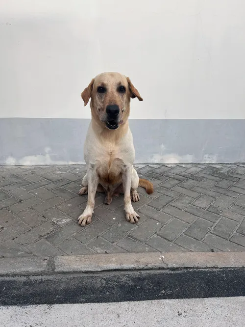 
				
					Super Cães: conheça os cães farejadores da Polícia Militar; FOTOS
				
				