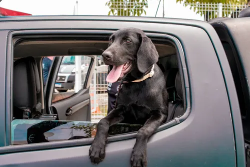 
				
					Super Cães: conheça os cães farejadores da Polícia Militar; FOTOS
				
				