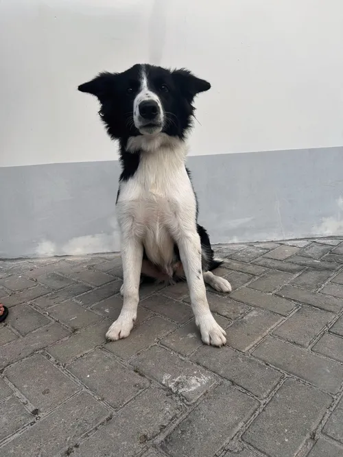 
				
					Super Cães: conheça os cães farejadores da Polícia Militar; FOTOS
				
				