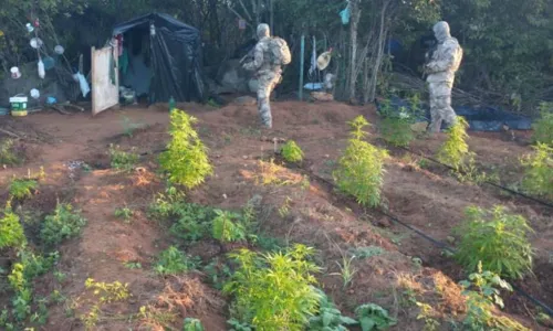 
				
					Polícia localiza plantação com 180 mil pés de maconha no Cariri paraibano
				
				