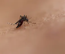 Paraíba registra mais de 2,3 mil casos de dengue em 2026