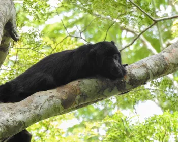 Animais ameaçados reaparecem em área de Mata Atlântica restaurada na Paraíba