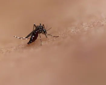 Paraíba registra mais de 2,3 mil casos de dengue em 2026