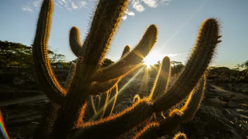 
				
					Paraíba desmatou mais de 37 mil hectares nativos nos últimos seis anos, aponta relatório
				
				