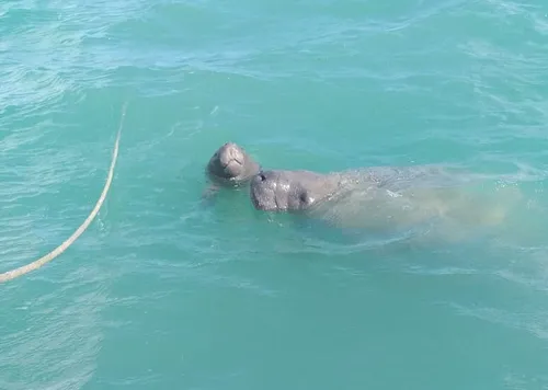 
				
					Filhote de peixe-boi fica ferido após ser atingido por embarcação em Cabedelo
				
				