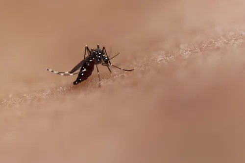 
				
					Casos de dengue caem 60% na Paraíba nos quatro primeiros meses de  2025
				
				