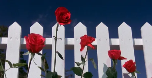 
				
					Twin Peaks, Mulholland Drive e mais: obras para conhecer David Lynch, por ordem de estranheza
				
				