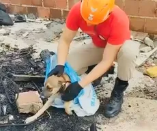 Bombeiros resgatam cachorro que caiu em poço, em João Pessoa