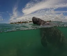 Filhote de peixe-boi se recupera totalmente após ser atropelado por barco em Cabedelo
