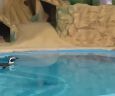 Pinguins chegam à Paraíba e podem ser visitados em aquário a partir desta quinta (1º)