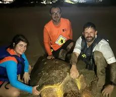 Tartaruga marinha com dificuldades para mergulhar é resgatada no mar da Praia de Intermares