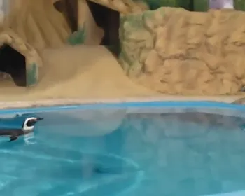 Pinguins chegam à Paraíba e podem ser visitados em aquário a partir desta quinta (1º)