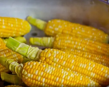 Preço da 'mão de milho' pode variar até R$15 em feiras públicas de João Pessoa