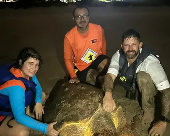 Tartaruga marinha com dificuldades para mergulhar é resgatada no mar da Praia de Intermares